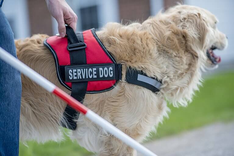 is-that-a-real-service-dog-or-your-personal-pet-south-boston-today